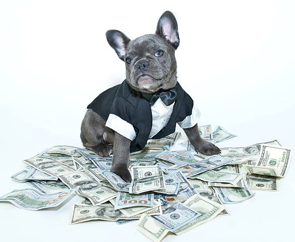 如何用海外KOL推动宠物新品推广与提升复购？