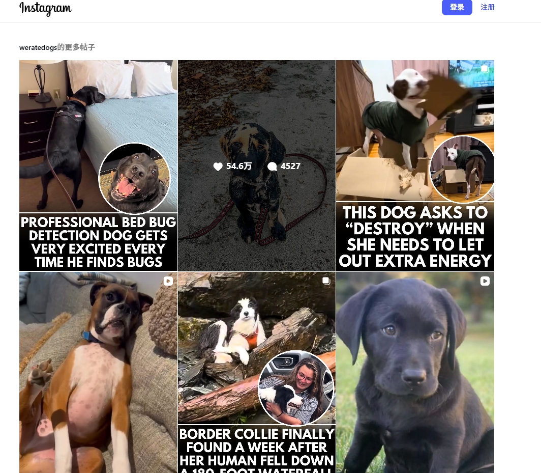 如何合作宠物KOL？宠物品牌达人营销实操指南